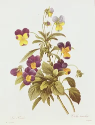Viola Tricolor